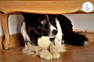 Blog-Beitrag Lernpfote e. V. Tipps für den Besuch beim Tierarzt