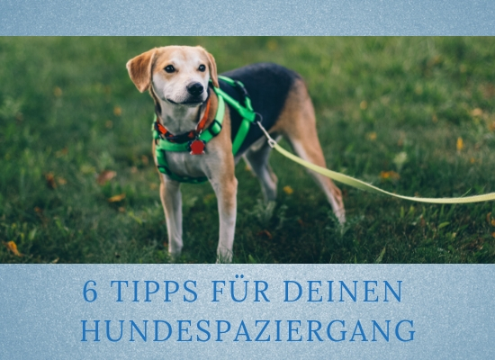 Lernpfote-Podcast Themen rund um den Hund Folge 011: 6 Tipps zu deinem Hundespaziergang