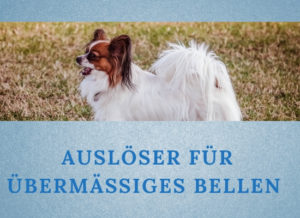 Lernpfote-Podcast: Themen rund um den Hund Folge 013: Auslöser für übermäßiges Bellen
