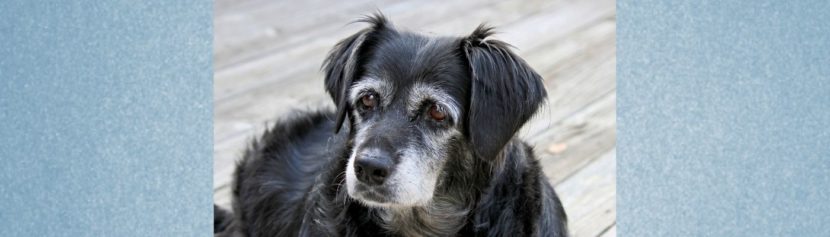 Lernpfote e. V. Blogbeitrag: Demenz beim Hund