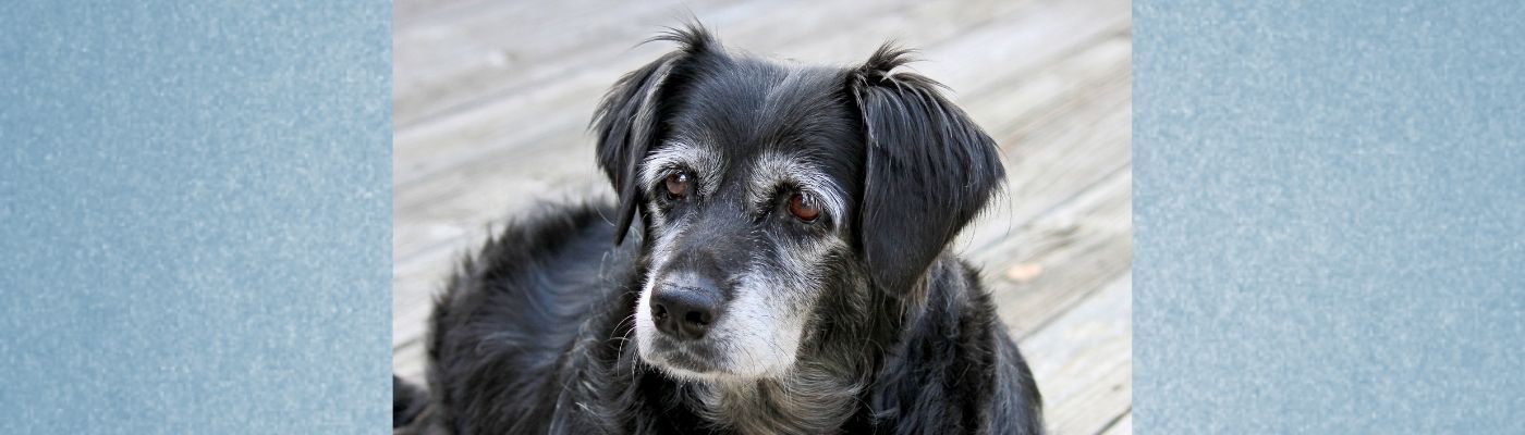 automat Lav tønde Blogbeitrag: Demenz beim Hund - Symptome, therapeutische Begleitung und  Tipps - Lernpfote