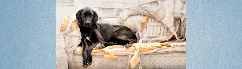 Lernpfote e. V. Blogbeitrag: Alleinbleiben beim Hund