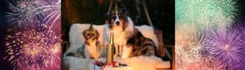 Blogbeitrag: 10 Maßnahmen für ein stressfreies Silvester bei deinem Hund Lernpfote e. V.