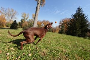 Blogbeitrag: Ballspielen mit Hund Lernpfote e. V. 