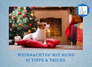 Podcast-Folge 083: Weihnachten mit Hund: 10 Tipps & Tricks Lernpfote e. V.