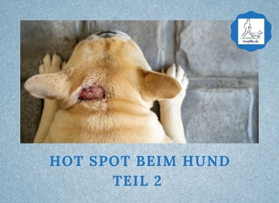 Podcast-Folge 092 Hot Spot beim Hund Teil 2 Lernpfote e. V.