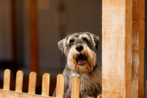Blogbeitrag: 8 Lösungen für Hundehalter bei Nachbarschaftsstreit Lernpfote e. V.
