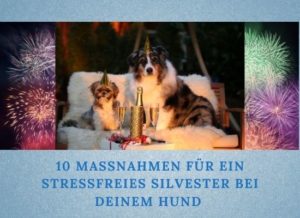 Podcast Folge 085: 10 Maßnahmen für ein stressfreies Silvester bei deinem Hund Lernpfote e. V.