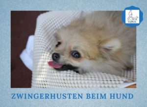 Lernpfote e. V. Podcast-Folge 076 Zwingerhusten beim Hund