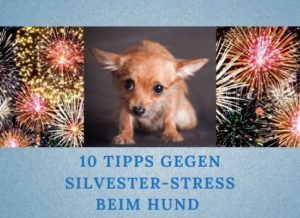 Lernpfote e.V. Podcast-Folge 057: 10 Tipps gegen Silvester-Stress beim Hund