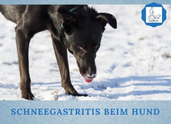Lernpfote e. V. Podcast-Folge: 060 Schneegastritis beim Hund