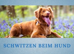 Lernpfote e.V. Blogbeitrag: Schwitzen beim Hund