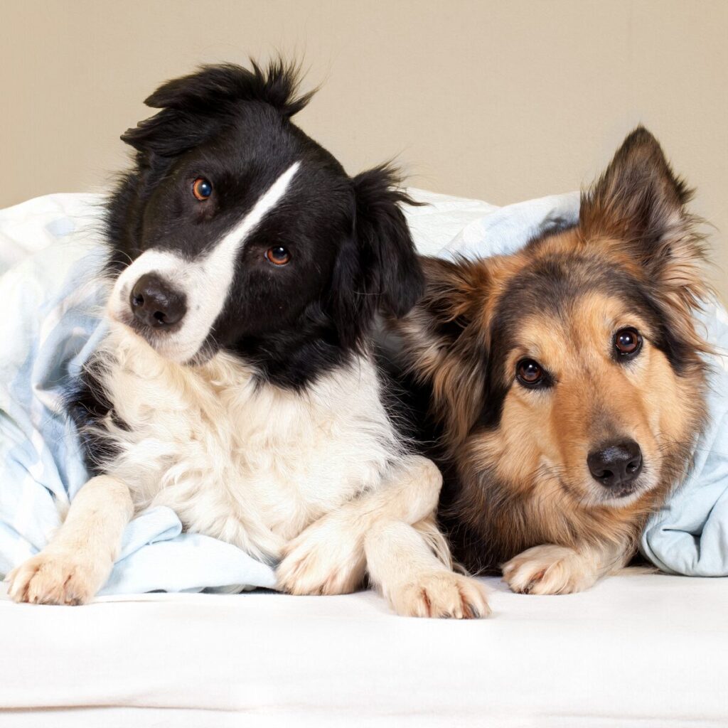 Lernpfote e. V. Startseite Darmgesundheit und Verhalten beim Hund