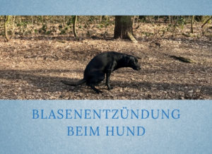 Lernpfote-Podcast Folge: 009 Blasenentzündung beim Hund