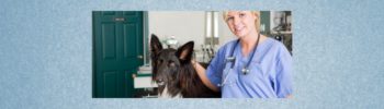Blog-Beitrag Lernpfote e. V. Tipps für den Besuch beim Tierarzt