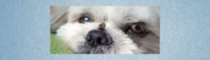Blogbeitrag: Zecken beim Hund Lernpfote e. V.