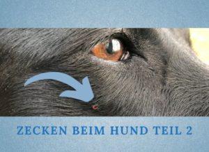 Zecken beim Hund Teil 2- Vorbeugen-entfernen-Schutz