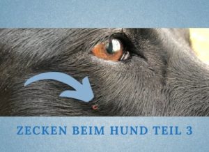 Zecken beim Hund Teil 3