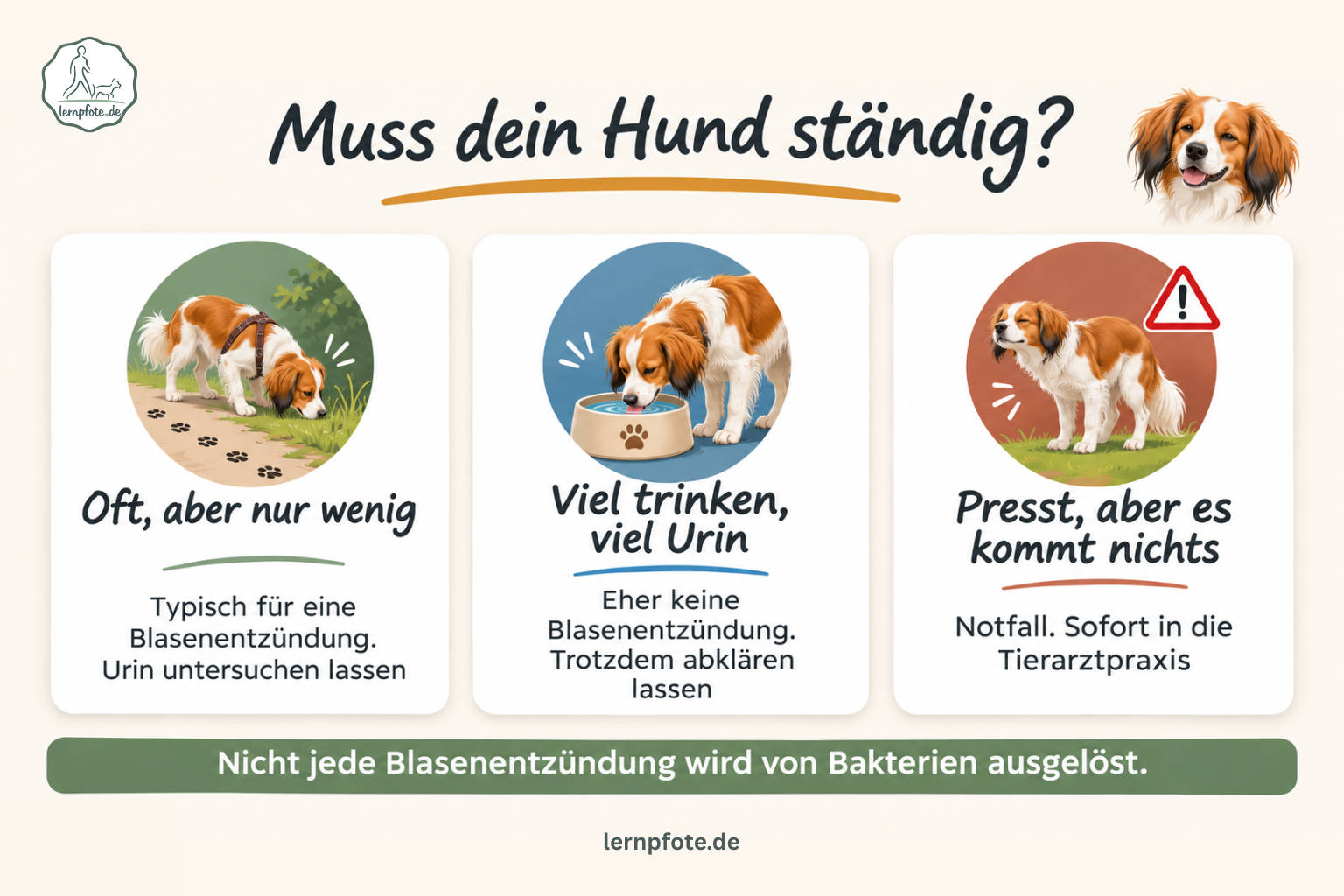 Infografik mit drei Karten: oft, aber nur wenig ist typisch für eine Blasenentzündung, Urin untersuchen lassen; viel trinken und viel Urin ist eher keine Blasenentzündung, trotzdem abklären lassen; presst, aber es kommt nichts ist ein Notfall, sofort in die Tierarztpraxis; darunter der Satz „Nicht jede Blasenentzündung wird von Bakterien ausgelöst“