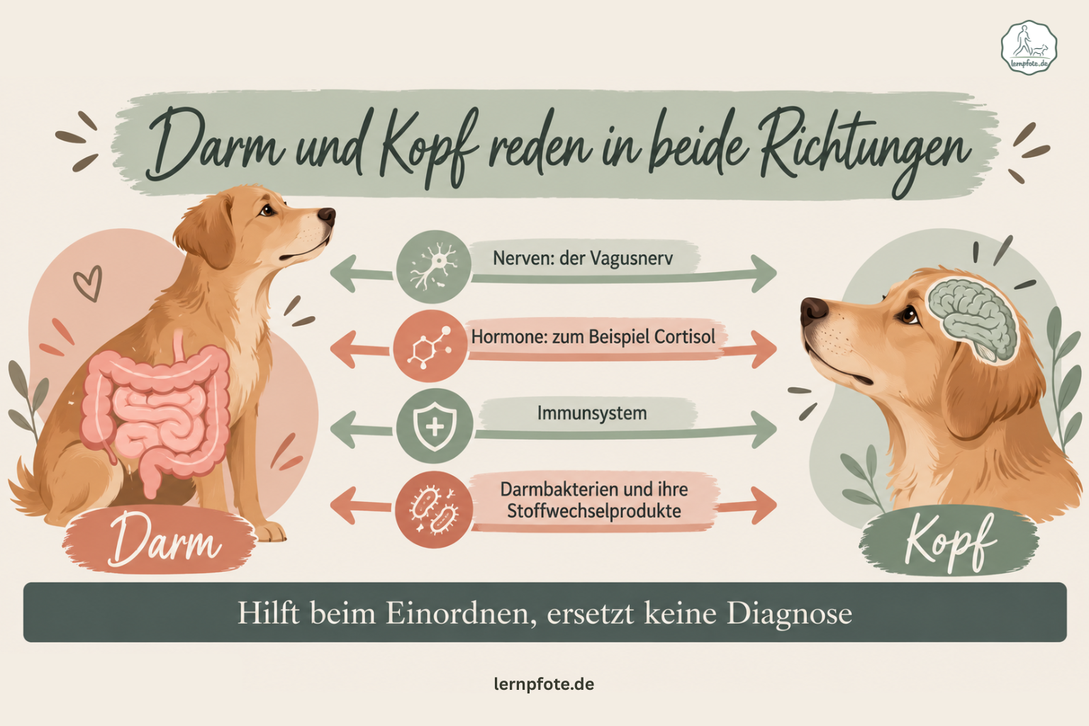 Infografik Darm-Hirn-Achse beim Hund: Darm und Kopf sind über Nerven mit dem Vagusnerv, Hormone wie Cortisol, das Immunsystem und Darmbakterien mit ihren Stoffwechselprodukten verbunden, in beide Richtungen
