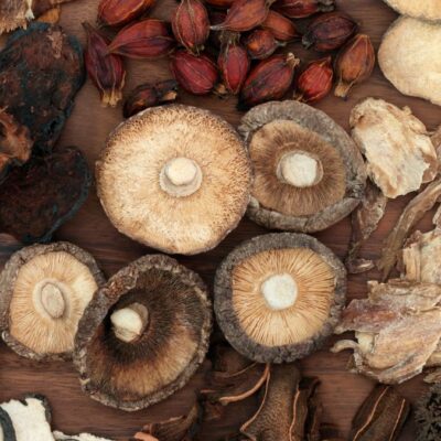 Lernpfote e. V. Blog Beitagsseite Mykotherapie Heilpilze