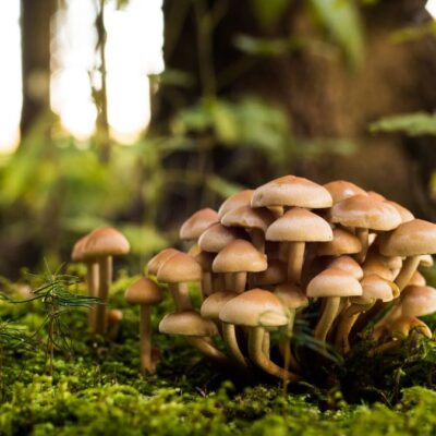 Lernpfote e. V. Blog Beitagsseite Mykotherapie Heilpilze