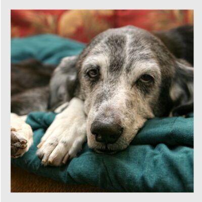 Lernpfote e. V. Tierheilpraxis darmerkrankter Hund