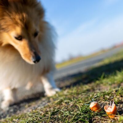 Lernpfote e. V. Hundetraining Anti-Giftköder-Training Intensivkurs