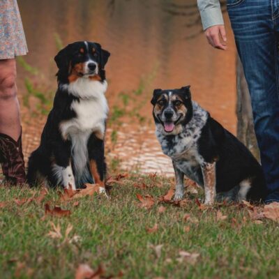 Lernpfote e. V. Hundetraining Anti-Giftköder-Training Intensivkurs