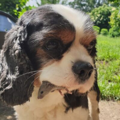 Lernpfote e. V. Hundetraining Anti-Giftköder-Training Intensivkurs