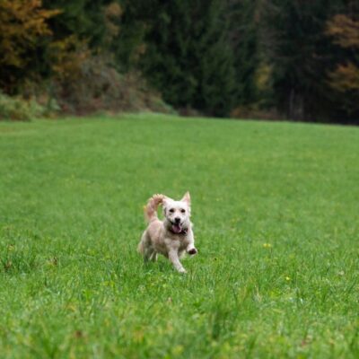 Lernpfote e. V. Hundetraining Der zuverlässige Rückruf Intensivkurs