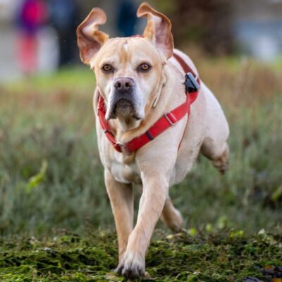 Lernpfote e. V. Hundetraining Der zuverlässige Rückruf Intensivkurs