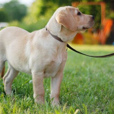 Lernpfote e. V. Hundetraining FamilyDog-Ausbildung Themen