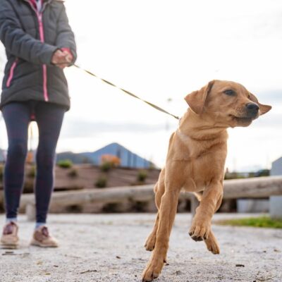 Lernpfote e. V. Hundetraining Leinenführung Lockere Leine Intensivkurs