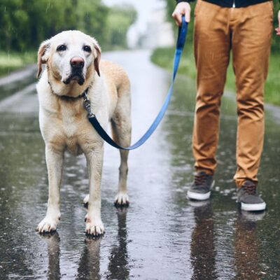 Lernpfote e. V. Hundetraining Leinenführung Lockere Leine Intensivkurs