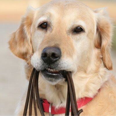 Lernpfote e. V. Hundetraining Leinenführung Lockere Leine Intensivkurs