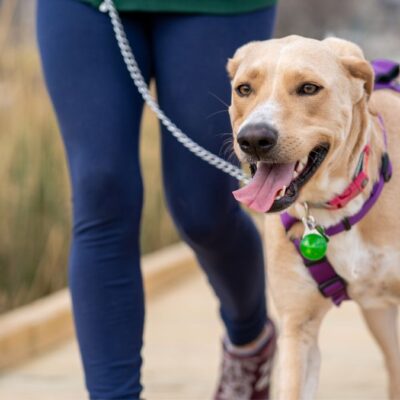 Lernpfote e. V. Hundetraining Leinenführung Lockere Leine Intensivkurs