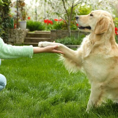 Lernpfote e. V. Seite Preise Kombination Hundetraining & Tierheilpraxis für Hunde