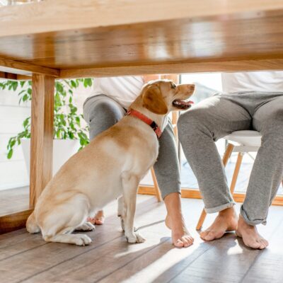 Lernpfote e. V. Seite 1:1 Hundetraining zu Hause