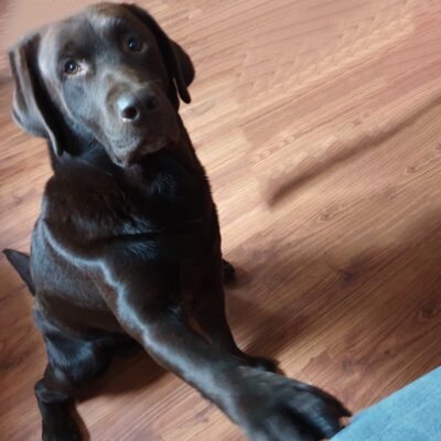 Lernpfote e. V. Seite Assistenzhunde Diabetikerwarnhund Aufgaben