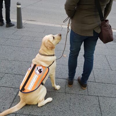 Lernpfote e. V. Seite Assistenzhunde PTBS Assistenzhund Warum und was er tun kann