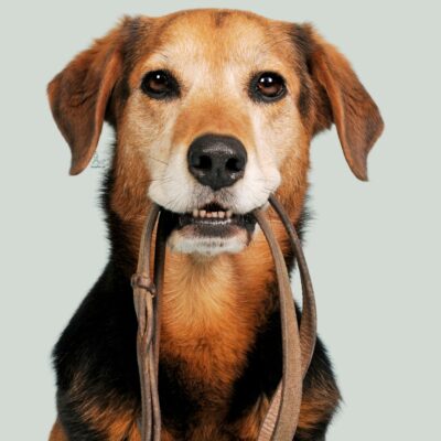 Lernpfote e. V. Seite Assistenzhunde Rollstuhlbegleithund Ausbildungsablauf