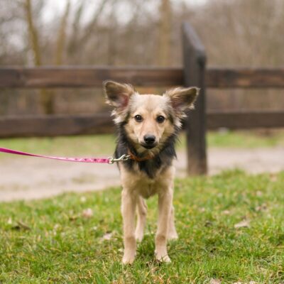 Lernpfote e. V. Seite Auslandshunde Themen im Training