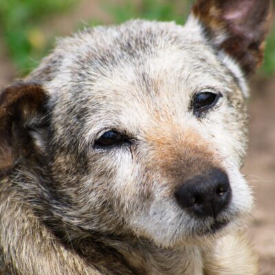 Lernpfote e. V. Seite Auslandshunde Training mit Support