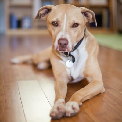 Lernpfote e. V. Seite Auslandshunde erster Schritt