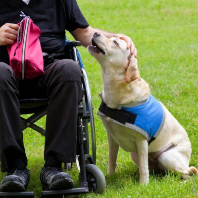 Lernpfote e. V. Seite Hundetraining Assistenzhund