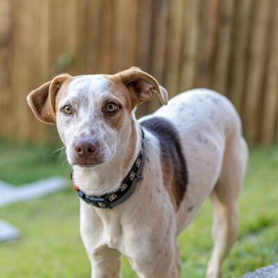 Lernpfote e. V. Seite Hundetraining Auslandshunde