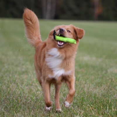 Lernpfote e. V. Seite Intensivkurse Apportieren for fun-2