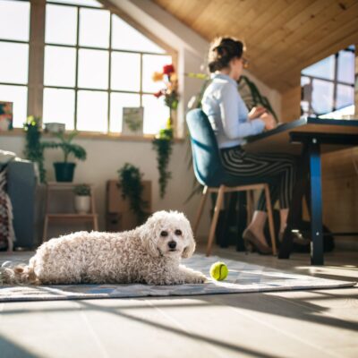 Lernpfote e. V. Seite Online Coaching Hundetraining online