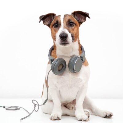 Lernpfote e. V. Seite Podcast besonders beliebte Folgen